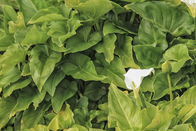 Full frame shot of plants