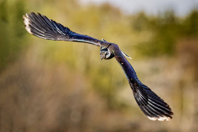 Close-up of bird flying with spread wings