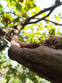 Low angle view of tree against sky in forest