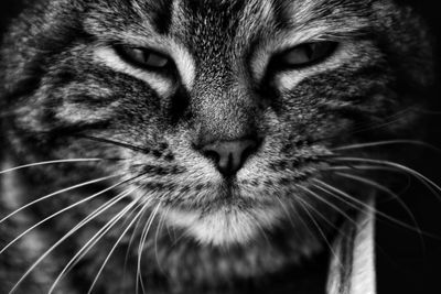 Close-up portrait of a cat