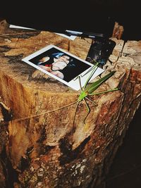 High angle view of tree trunk