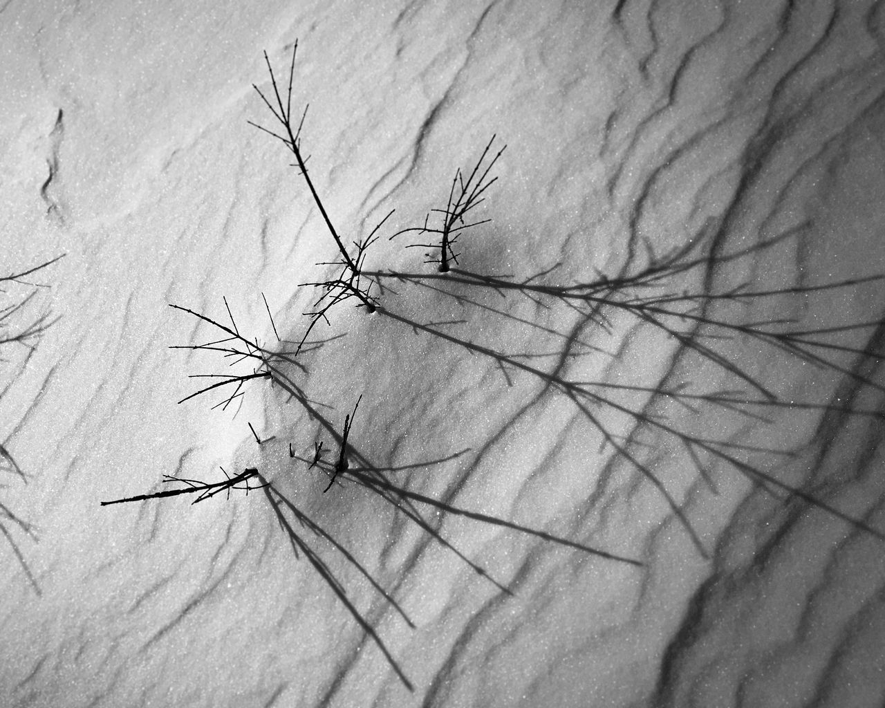 dead plant, branch, bare tree, nature, cold temperature, winter, dry, snow, tranquility, high angle view, day, no people, outdoors, close-up, dried plant, twig, wall - building feature, tree, season, shadow