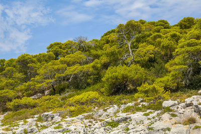 Trees growing by rocks against sky