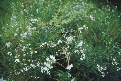 Flowers growing in park