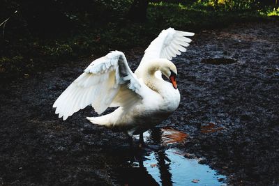 High angle view of swan in lake