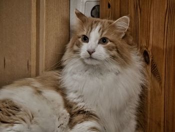 Close-up portrait of cat sitting at home