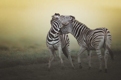 Zebra standing on field