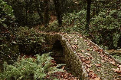 Plants and trees in forest