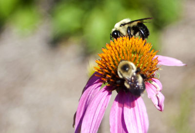 Close-up of honey bee pollinating on purple flower