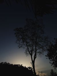 Low angle view of silhouette tree against sky at night