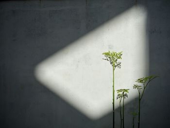 Close-up of white flower against wall