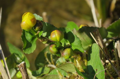 Close-up of berries growing on plant