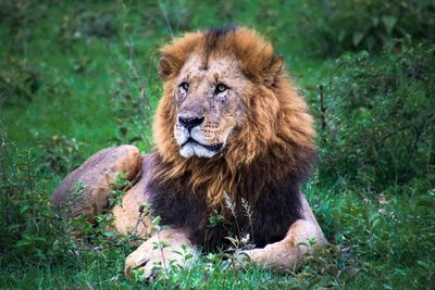 Lion sitting in grass