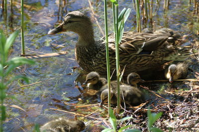 Ducks in a lake