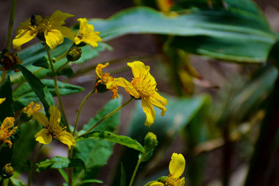 Close-up of yellow flowering plant