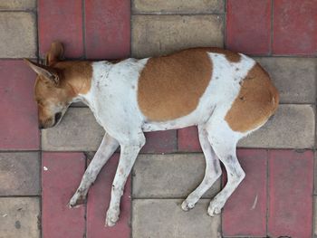 Dog on brick wall