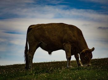 Horse grazing on field against sky