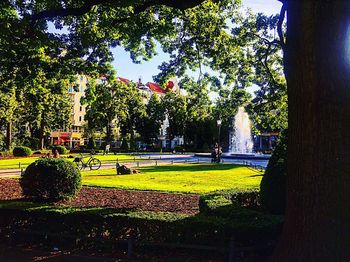 Trees in park against sky