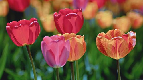 Close-up of pink tulips