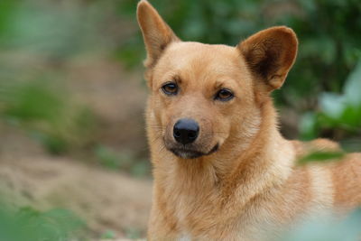 Close-up portrait of dog