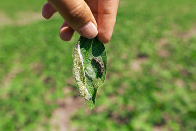 A farmer's hand shows a damaged soybean leaf with vanessa cardui burdock caterpillar