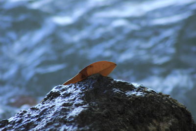 Close up of leaf