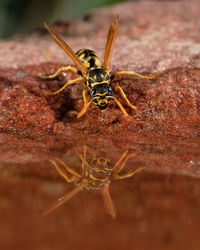 Close-up of spider