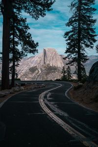 Trees by empty road 