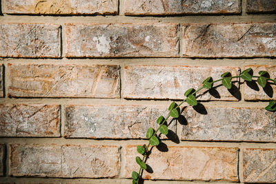 Close-up of stone wall