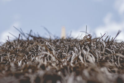 Close-up of dry plants on field against sky