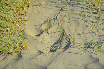 High angle view of trees on beach