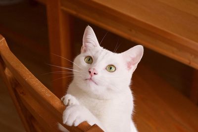 High angle view of white cat on wooden chair at home