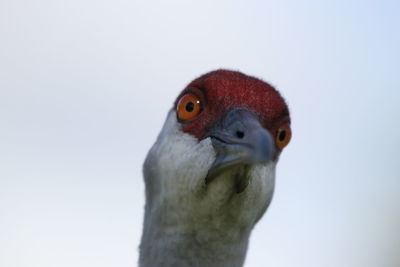 Close-up portrait of a bird against sky