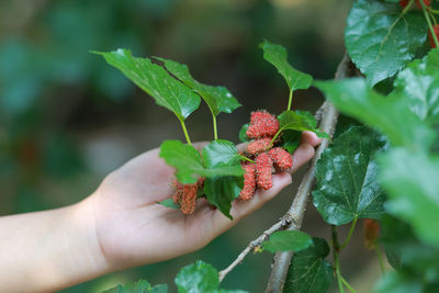 Fresh mulberries on the plant look delicious. healthy and delicious fruit makes you feel 