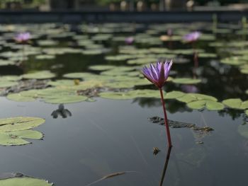 Lotus water lily in lake