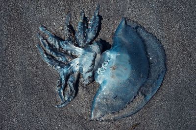 High angle view of dead crab on sand at beach