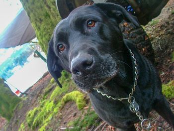 Close-up portrait of black dog