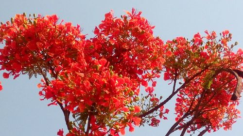 Low angle view of flower tree against clear sky