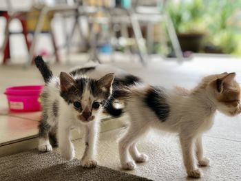 Portrait of cat with kitten