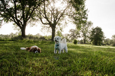 View of dogs on grassy field on summer day