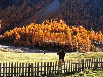 Trees on landscape during autumn