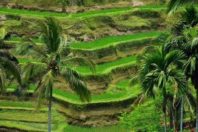 Palm trees growing in farm