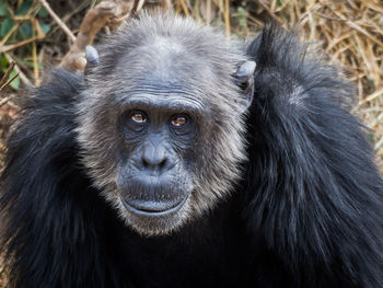 Close-up portrait of old chimpanzee, zambia, africa