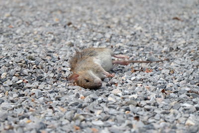 High angle view of lizard on street