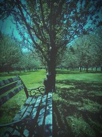 Trees on grassy field