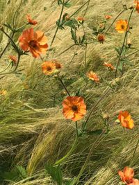 High angle view of poppy flowers blooming in spring