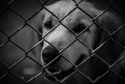 Close-up of dog through chainlink fence