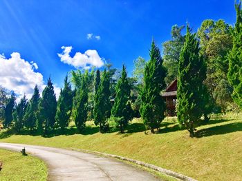 Trees by grass against sky