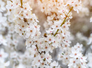 White cherry blossom flowers. flowering spring trees