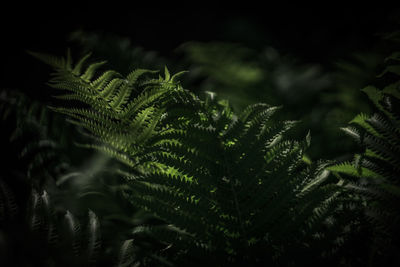 Close-up of ferns